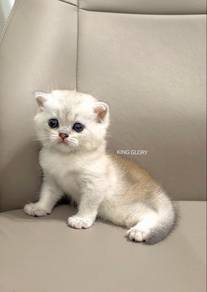 Baby BSH Silver Shaded