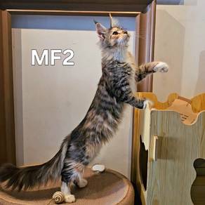 pure breed Mainecoon female 