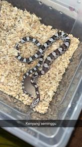 anery corn snake