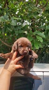 brown labrador retriever 7