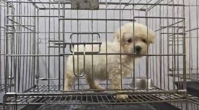Toy poodle puppy