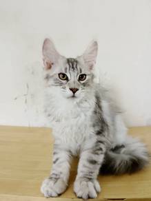 Mainecoon
