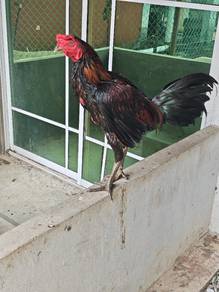ayam untk dilepaskn