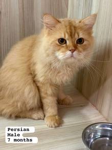Persian