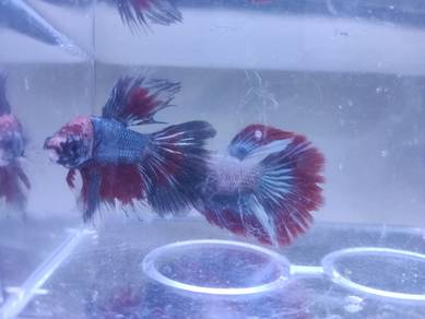 Siamese fighting Betta fish Ikan Laga