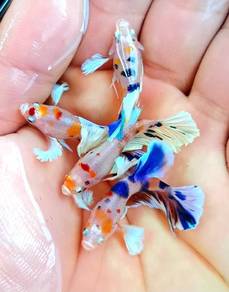 Betta Nemo Dumbo