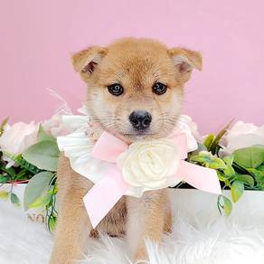 Shiba