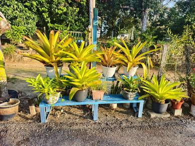 bunga bromeliad 