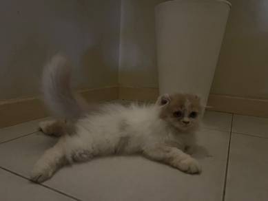 Cats Mix American Curl x British short hair