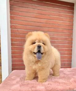 Chow Chow