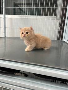 Munchkin Napoleon Supershort Kaki Pendek Kucing