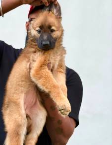 GERMEN shepherd hybrid Belgian shepherd