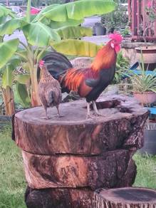 Ayam Hutan sepasang