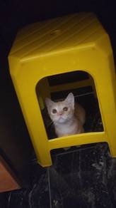 munchkin bsh male