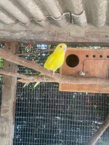 burung baji