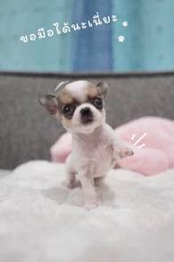 Chihuahua apple head 