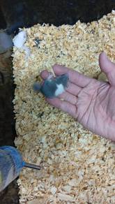 Home Breed Dormouse 