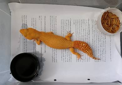 leopard gecko