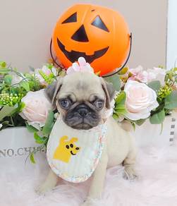Pug