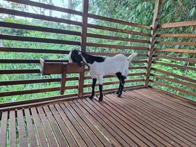 Kambing Jamnapari