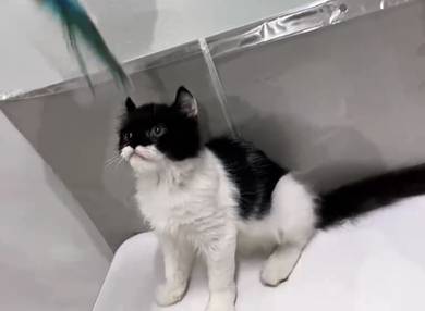Persian x American Curl