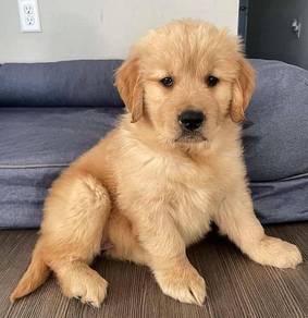 golden retriever