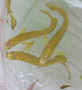 Arowana golden crossback 5 inch -wholesale price