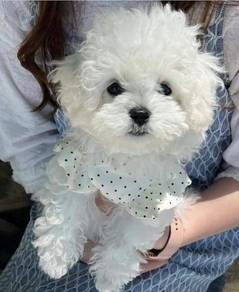 HHP-2188 TINY Bichon Frise cheerful puppy pet