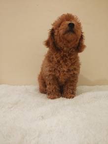 toy poodle small size