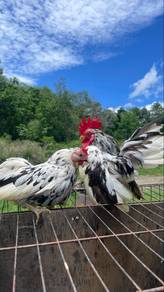 Ayam serama rinting