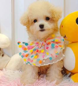 Poodle