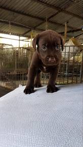 Chocolate Labrador Puppy ｜ Kuching area