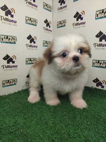 Shih Tzu tri color