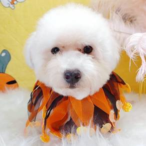Poodle