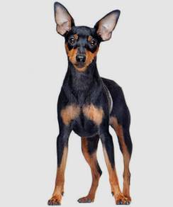 Mini Pinscher open for mating stud