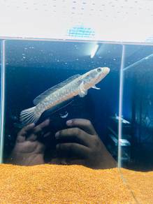 Ikan Channa Blue Pulchra