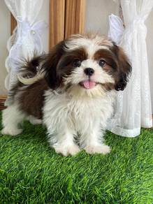 Pure Breed Shih Tzu Puppy (Male) 西施犬 弟弟