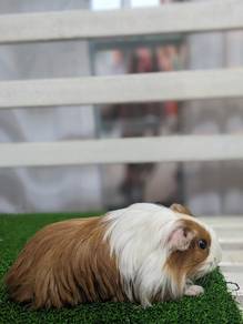 Guinea Pig Silkie