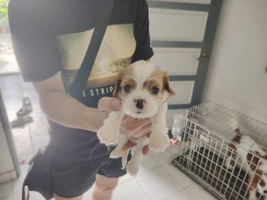 high quality cavalier king Charles 