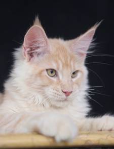 Maine Coon
