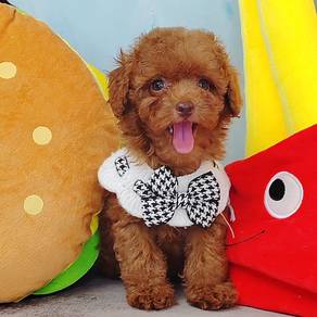 Toy Poodle