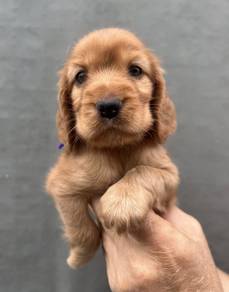 ENGLISH COCKER SPANIEL PUPPIES F397 🌻Female