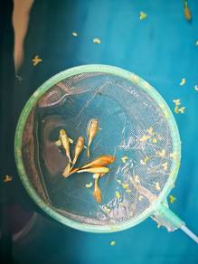 24k gold guppy fish / ikan guppy