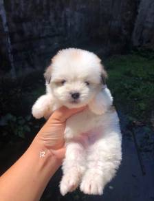 Shihtzu