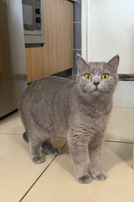 British cat female 