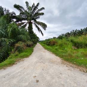 Agricultural Land in Selama, PRK