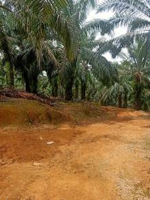 Agricultural Land in Raub, PHG