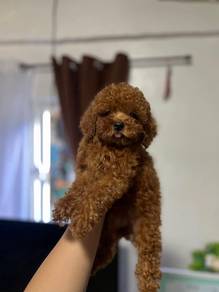 Cavapoo8