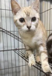 American short haired pure breed