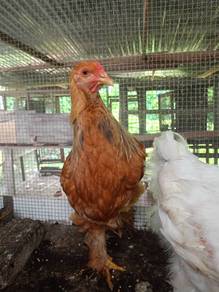 anak ayam brahma